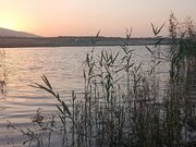 آغاز مطالعات جامع مدیریت گونه‌های مهاجم در تالاب‌های منتخب فارس