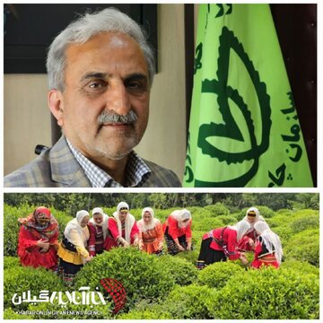 عبور خرید برگ سبز چای از مرز ۱۰۰ هزار تن؛ پرداخت ۷۵ درصد مطالبات چایکاران عبور خرید برگ سبز چای از مرز ۱۰۰ هزار تن؛ پرداخت ۷۵ درصد مطالبات چایکاران