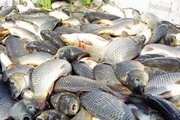 ظرفیت‌های شیلاتی مازندران در مسیر جهش احیای ذخایر خزر قرار دارد