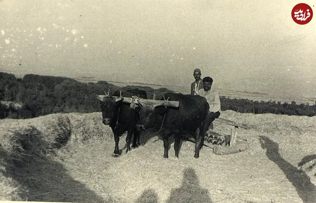عکس/ خرمن‌کوبی در زرگنده؛ دهه ۲۰
