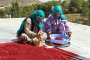 سماق هوراند در مسیر بازارهای جهانی؛ ثبت ملی و نشان لیسیوم برای تسهیل صادرات