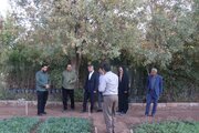 تاکید شورای شهر کرمان بر توسعه فضای سبز و تولید نهال