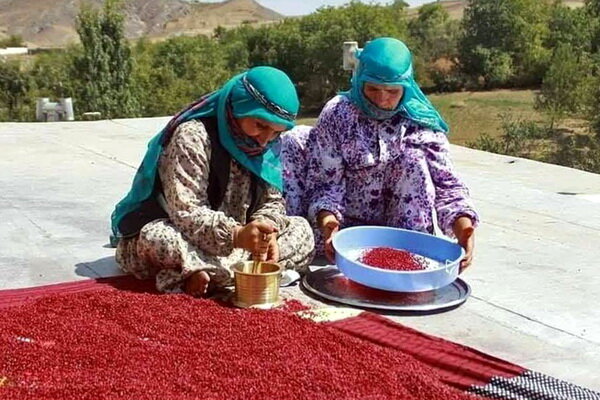 سماق هوراند در مسیر بازارهای جهانی؛ ثبت ملی و نشان لیسیوم برای تسهیل صادرات