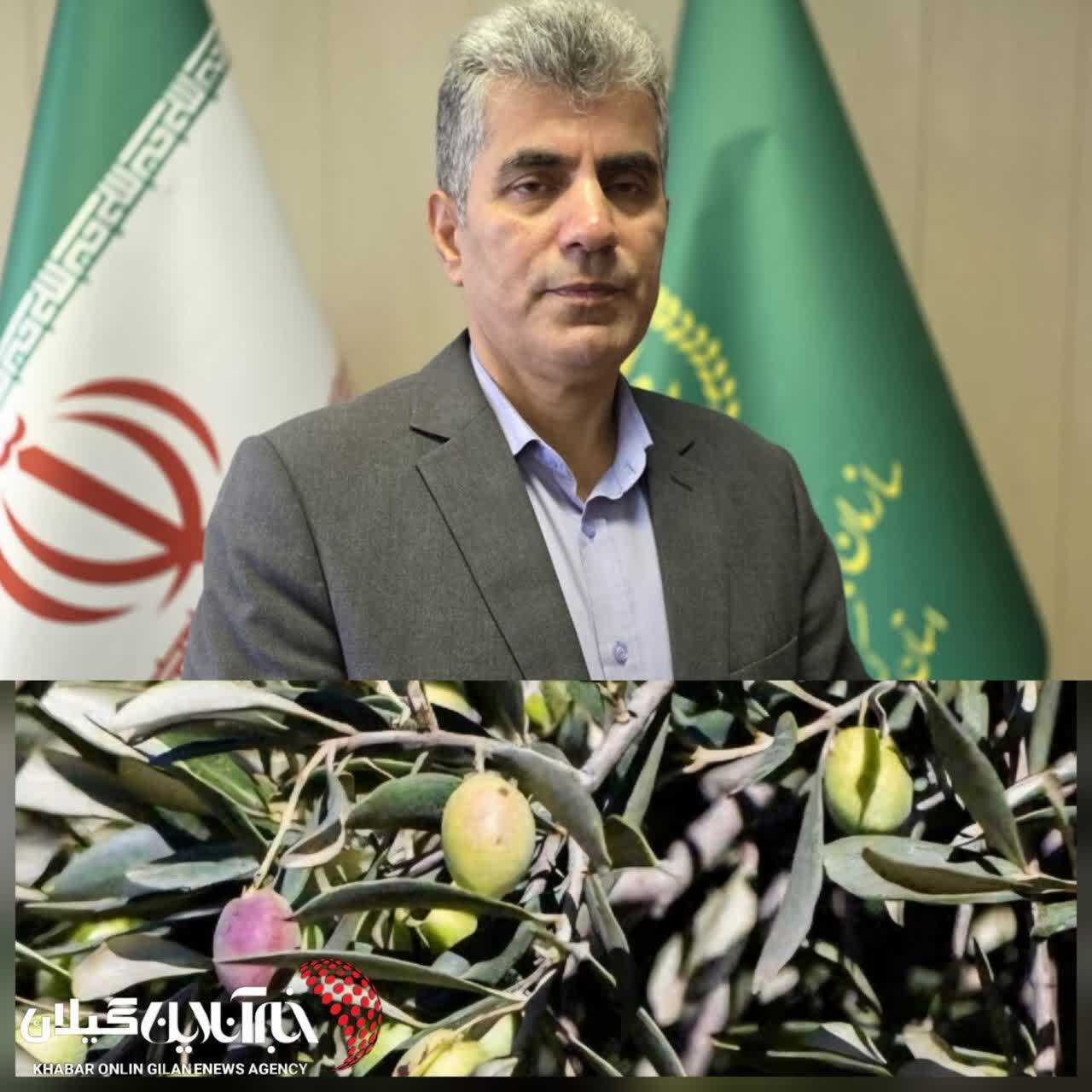 رئیس جهاد کشاورزی استان خبر داد :آغاز برداشت نوبرانه زیتون با رقم ماری در رودبار
