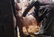 واکسیناسیون ۲۰ هزار راس دام سبک در منطقه گلزار بردسیر علیه طاعون نشخوارکنندگان کوچک