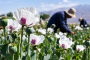 الیفرا می‌تواند نیاز صنعت دارویی کشور را تأمین کند؟