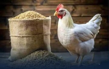 تامین مدت‌دار نهاده تولیدکنندگان مرغ فارس با رویکرد جدید صادراتی