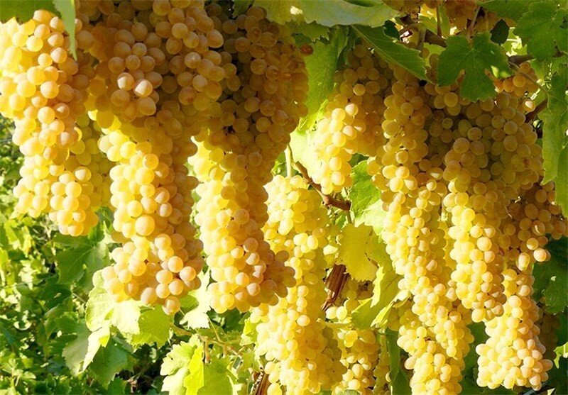 خانه‌های تاریخی درسجین میزبان گردشگران در چهارمین جشنواره انگور
