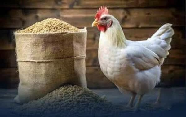 تامین مدت‌دار نهاده تولیدکنندگان مرغ فارس با رویکرد جدید صادراتی