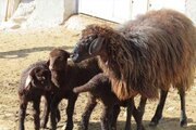 زنجان؛ قطب اصلاح نژاد دام سبک و تولید گوشت بوقلمون کشور