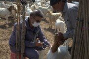 سپر هگزاوالان مقابل تب برفکی در هرمزگان