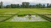 قیمت برنج هند به بالاترین سطح در یک سال اخیر رسید /  گرانی جهانی برنج در راه است؟