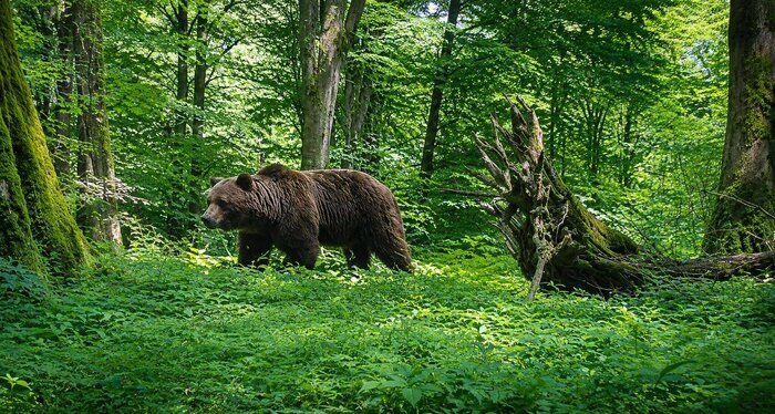 ببینید | ثبت تصاویر پلنگ، خرس و گراز در ارتفاعات شرق گیلان