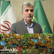 رئیس سازمان جهاد کشاورزی:گیلان رتبه دوم تولید کیوی در کشوراست