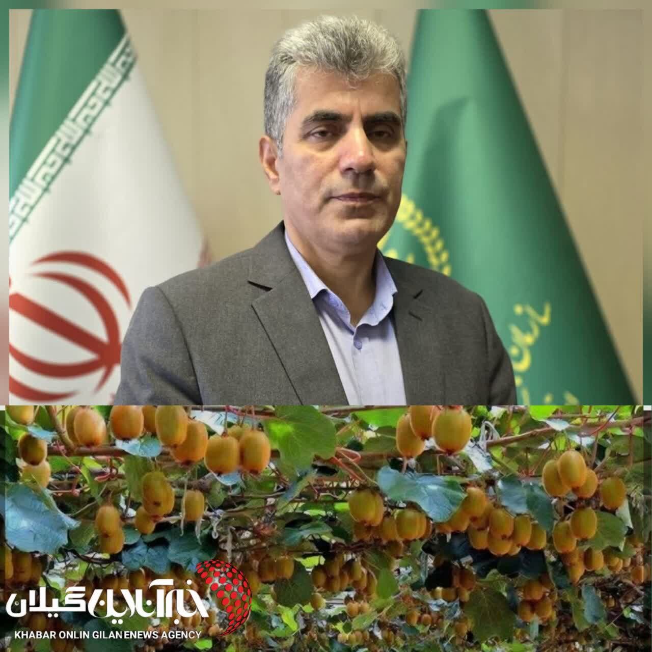 رئیس سازمان جهاد کشاورزی:گیلان رتبه دوم تولید کیوی در کشوراست رئیس سازمان جهاد کشاورزی:گیلان رتبه دوم تولید کیوی در کشوراست