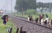 ببینید | برخورد مرگبار قطار با گله بزها