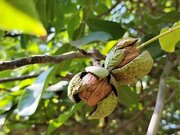 آغاز برداشت گردو از باغات قزوین