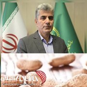 پایان برداشت بادام زمینی گیلان با ارزش اقتصادی ۳.۴ همت