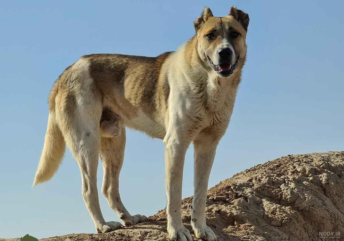 کودک تبریزی بر اثر هاری فوت کرد؛ وزارت بهداشت قصور احتمالی را بررسی می‌کند