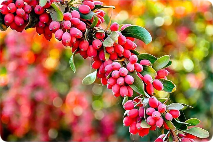 ۴ فایده شگفت انگیز زرشک برای سلامتی بدن