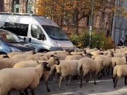 صحنه‌ای جالب از تردد گله گوسفندان در یک بزرگراه در یکی از شهرهای ایران + فیلم