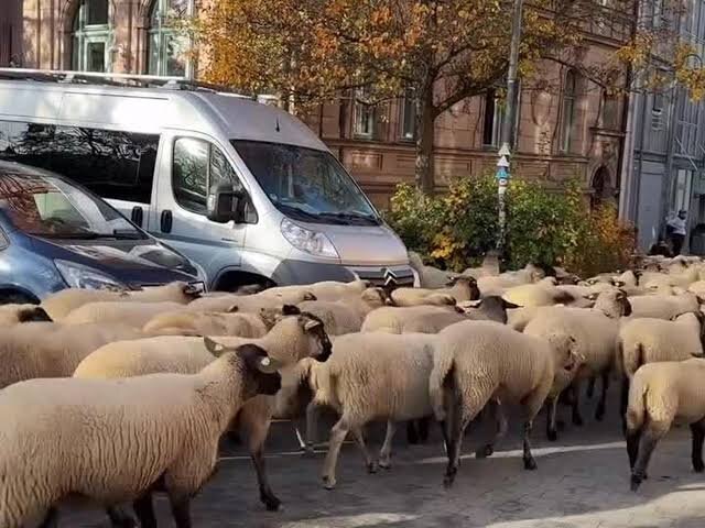 صحنه‌ای جالب از تردد گله گوسفندان در یک بزرگراه در یکی از شهرهای ایران + فیلم