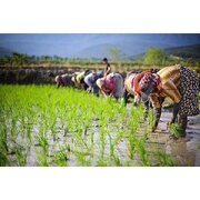 اجرای طرح مزارع الگویی برنج در مازندران