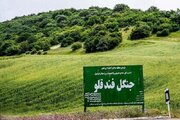 برای اولین‌بار در پرونده قطع درختان؛ حکم تبعید صادر شد/ کمین ۴۸ ساعته برای شکار متخلفان فندقلو