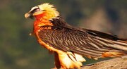 پرنده هما قربانی تله انسانی شد + فیلم