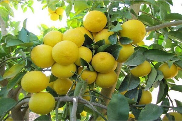 برداشت لیمو شیرین از باغ‌های میناب آغاز شد