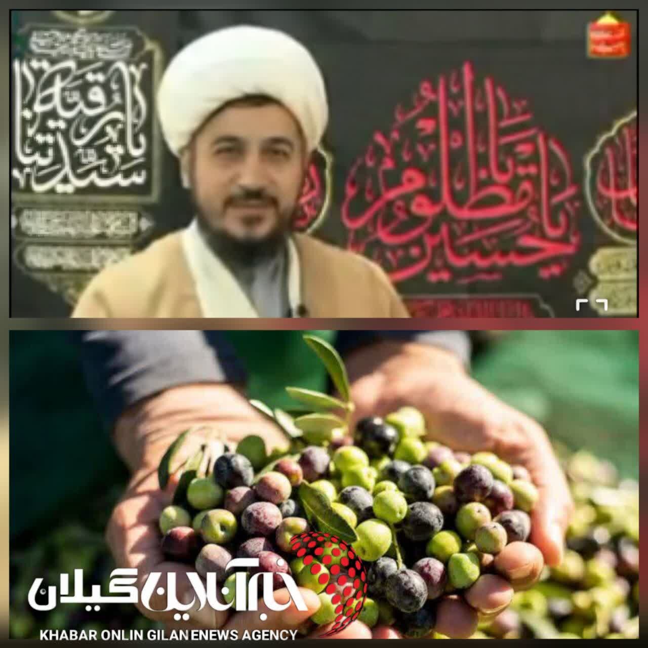 هشدار درباره زیتون رودبار؛ باغ‌های زیتون در آستانه فراموشی