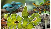 مارها پا داشتند!/ چه بلایی بر سر پای مارها آمد؟