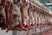هیچ مجوزی برای کشتار و عرضه گوشت اسب، قاطر و الاغ صادر نشده است
