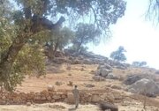 توقف ساخت‌وساز غیرمجاز دشت برم کازرون با دستور قضایی