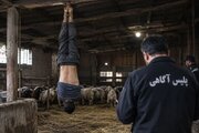 قتل مرد ۴۰ ساله در یک طویله در یافت‌آباد/ اختلاف بر سر ناپدید شدن تعدادی گوسفند