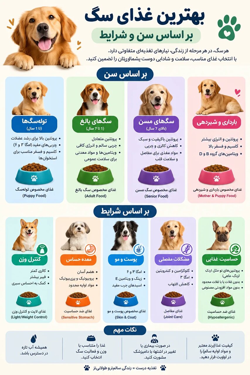 بهترین غذای سگ بر اساس سن و شرایط