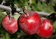 برداشت ۲۷۰هزار تن سیب پاییزه در فارس