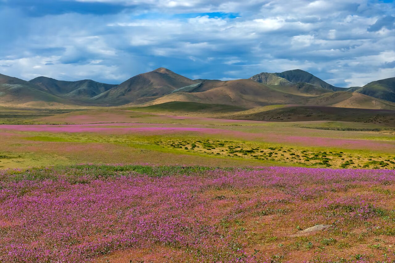 خشک‌ترین بیابان جهان گلستان شد؛ شکوفایی میلیون‌ها گل پس از دهه‌ها + عکس