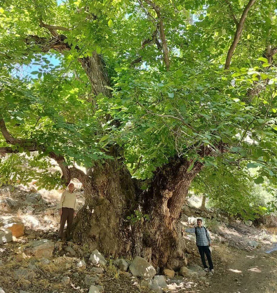 کهن‌ترین درخت گردوی ایران در کهمان الشتر ثبت ملی شد