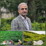 ۲۲ هزار هکتار زیر کشت چای، تسهیلات ۲۰۰ میلیونی برای احیا