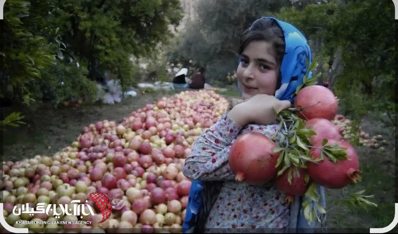 انار گیلان به بازار رسید؛ برداشت ۴۳۳۲ تن «یاقوت سرخ» کلید خورد