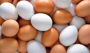 فارس تولیدکننده ۶۵ هزار تن تخم‌مرغ/تولید ۳۶ هزار تن گوشت قرمز