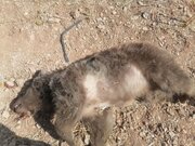 بی احتیاطی در بزرگراه شیراز ـ اصفهان جان خرس دیگری را گرفت