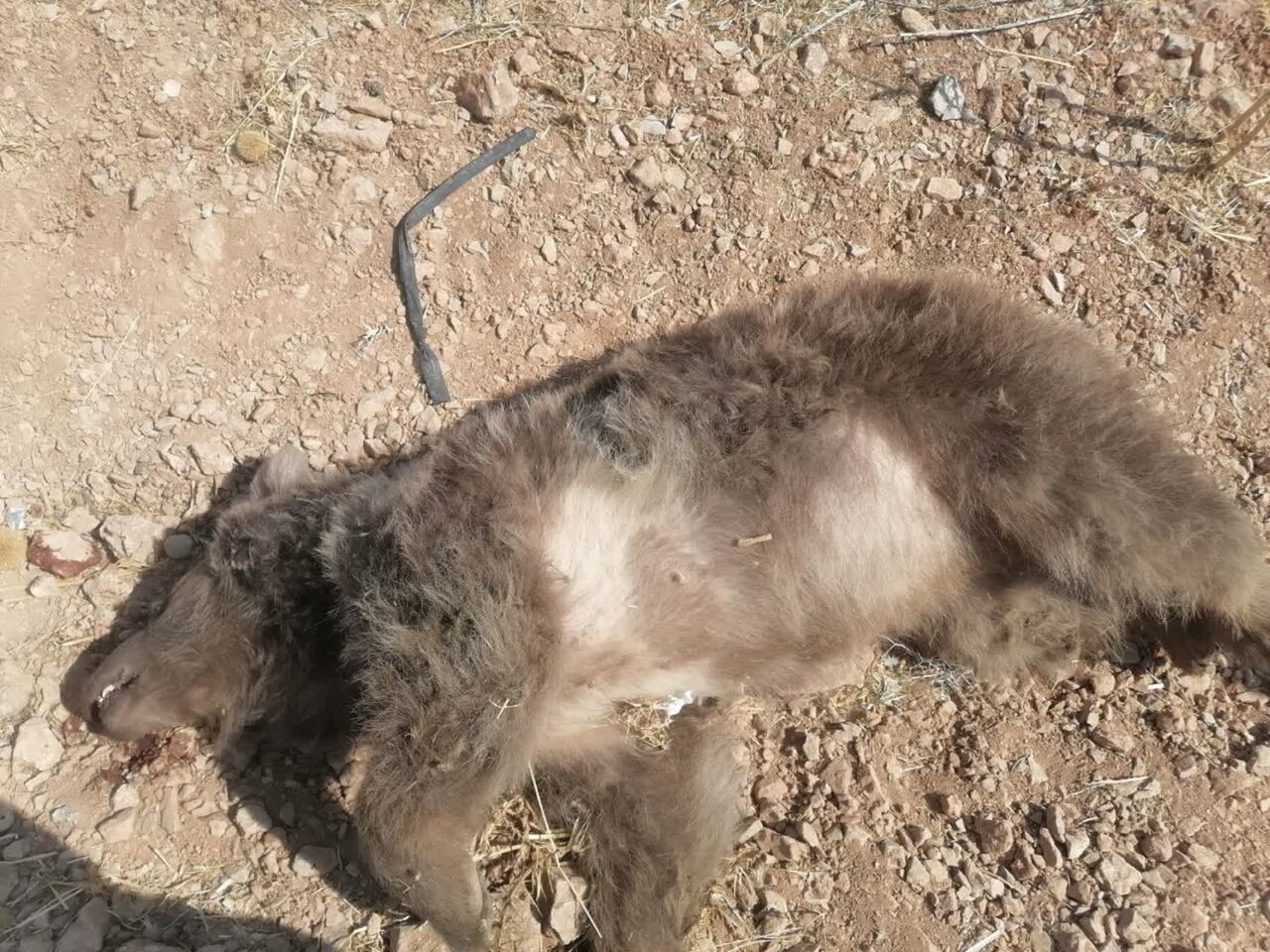 بی احتیاطی در بزرگراه شیراز ـ اصفهان جان خرس دیگری را گرفت