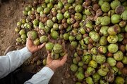 ثبت ملی ۱۲ اصله گردوی هزارساله کهمان