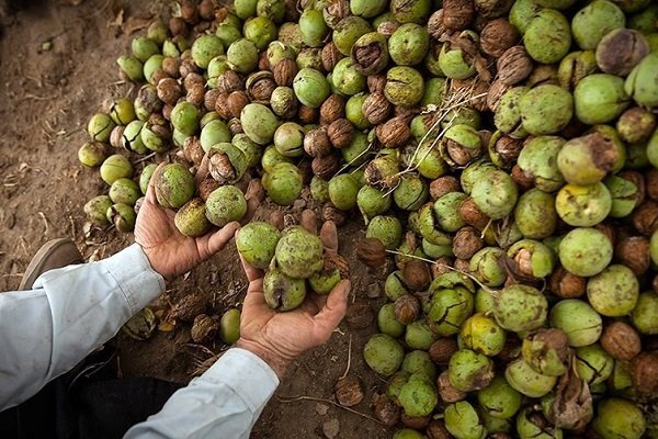 ثبت ملی ۱۲ اصله گردوی هزارساله کهمان