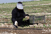 آغاز کشت پاییزه پیاز در هرمزگان