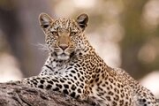 حضور پلنگ در نزدیکی مناطق مسکونی نوشهر / نیروهای محیط زیست وارد عمل شدند / ماجرای سگ خانگی در ابهام+ عکس