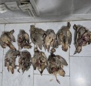 دستگیری متخلف شکار ۱۰ کبک در پارک ملی بختگان