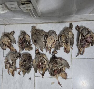 دستگیری متخلف شکار ۱۰ کبک در پارک ملی بختگان